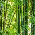 The paper industry suffers from an environmental perception problem, but it is improving