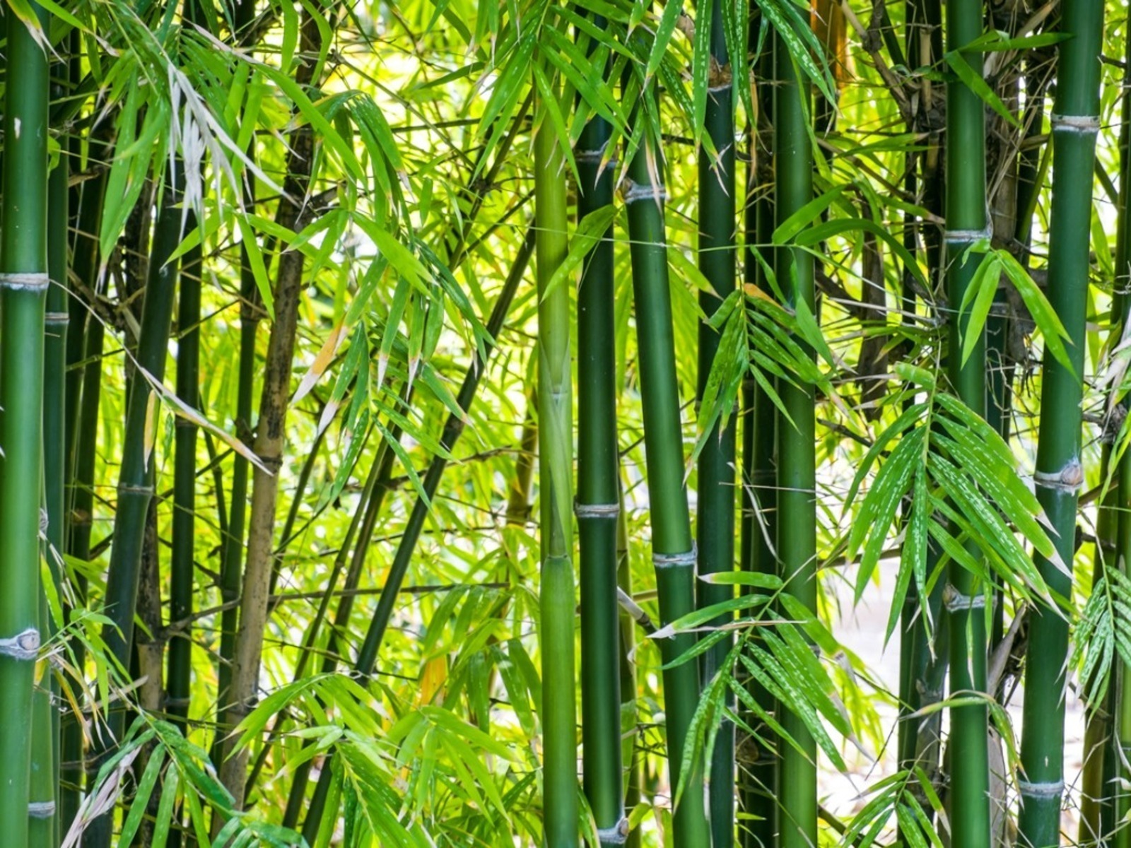 Paper production the use of bamboo to reduce the cost of raw materials