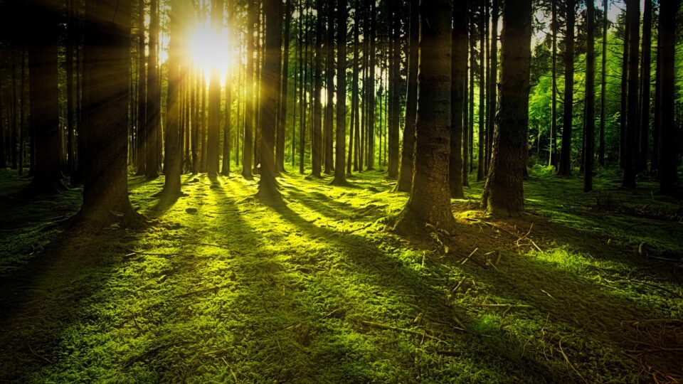 Paper industry for adopting sustainable growth path in India