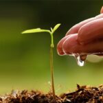Around 55,000 participate in tree planting campaign in NE China